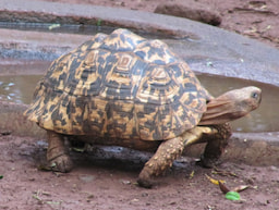 Leopard tortoise in Giraffe Centre