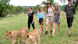 Lion Walk - 0