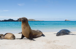 Loberia Island Galapagos