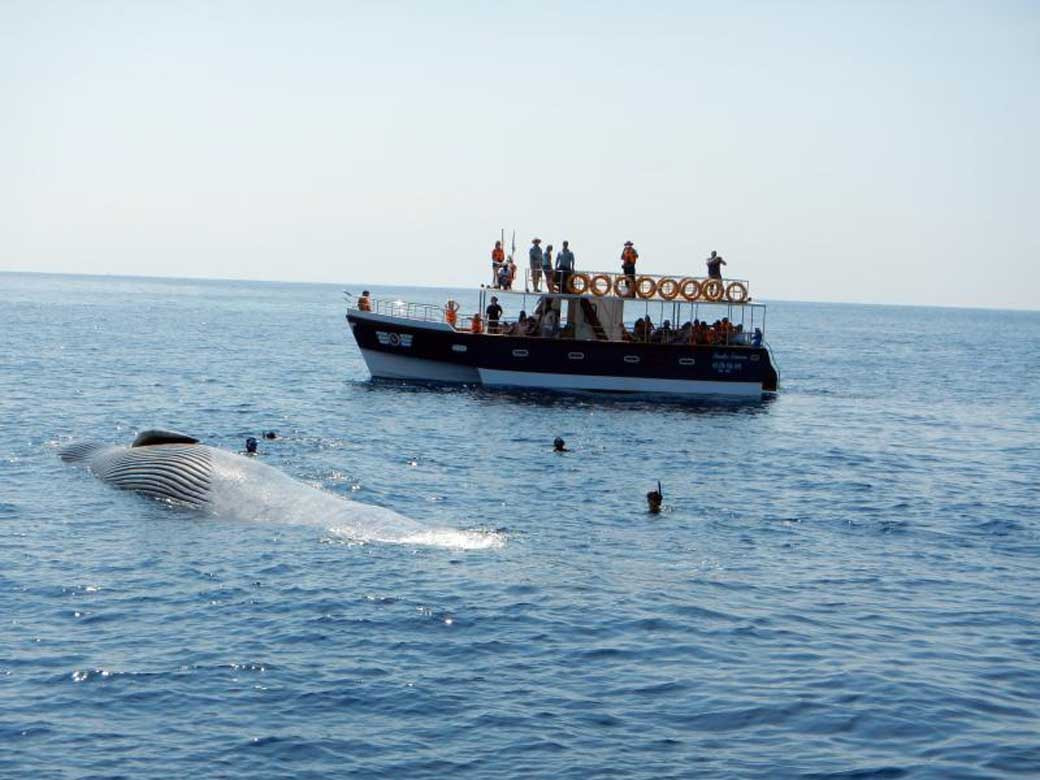 Whale Watching Mirissa