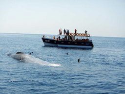 Whale Watching Mirissa