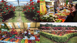 Mrs. Jones Family fruit Stall - 1