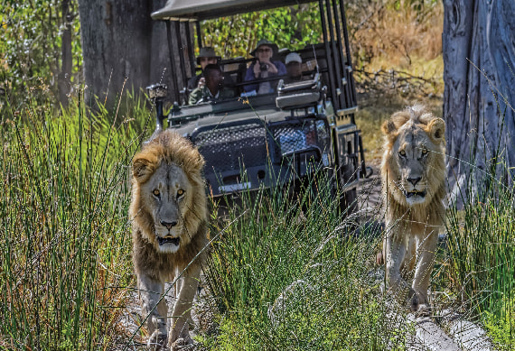 Game Drive Okavango Delta 