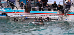 Optional Shark cage diving 