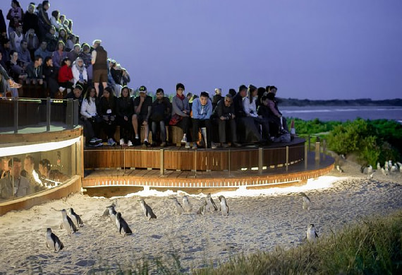 Penguin Parade 