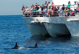 Port Stephens Dolphin Watch 