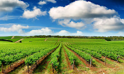 Rayners Orchard