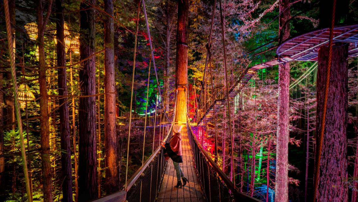 Redwoods Nightlight