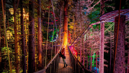 Redwoods Nightlight