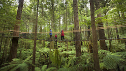 Redwoods Treewalk Day Time