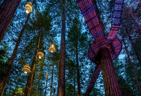 Redwoods Nightlight- 0