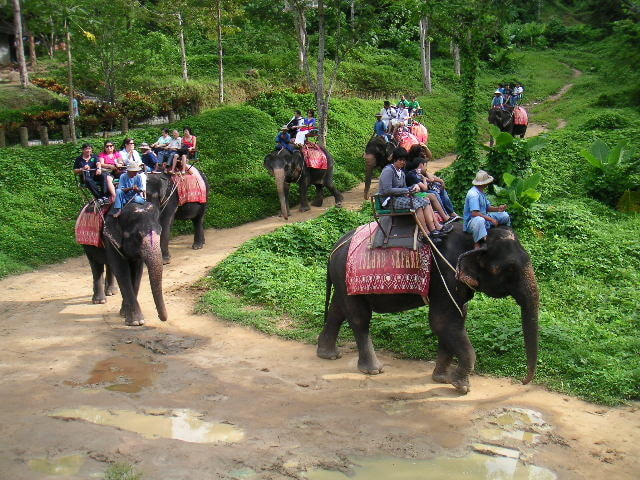 Ride and Interact with an Elephant