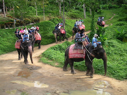 Ride and Interact with an Elephant