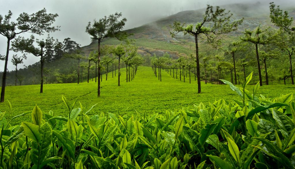 Spice Plantation