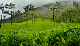 Spice Plantation