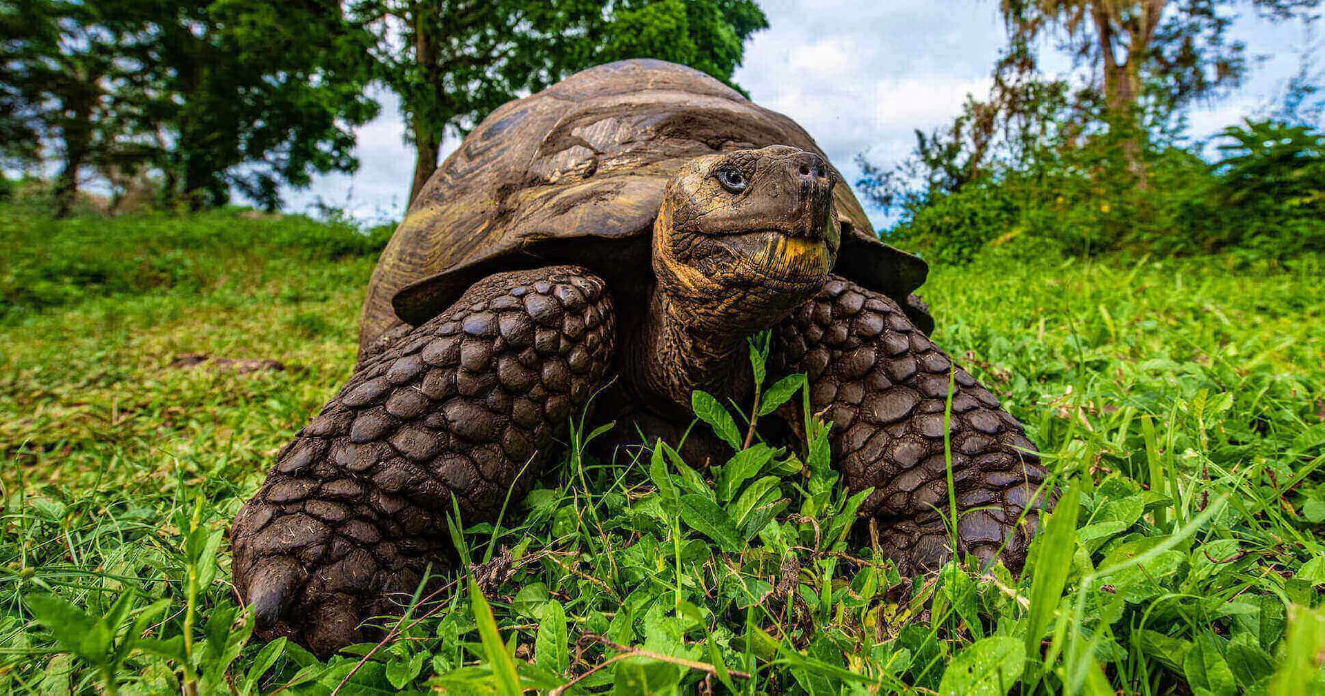 Tortoise Reserve Galapagos