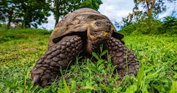 Tortoise Reserve Galapagos