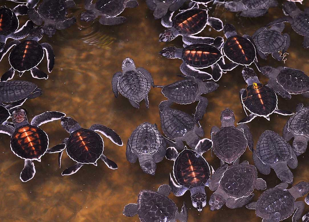 Turtle