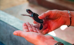 Turtle
