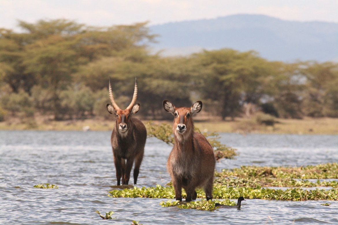 Waterbucks in Lake Naivasha