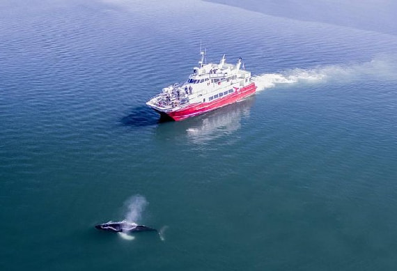 Whale Watching Excursion