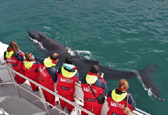 Whale Watching Excursion 2