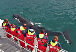 Whale Watching Excursion 2
