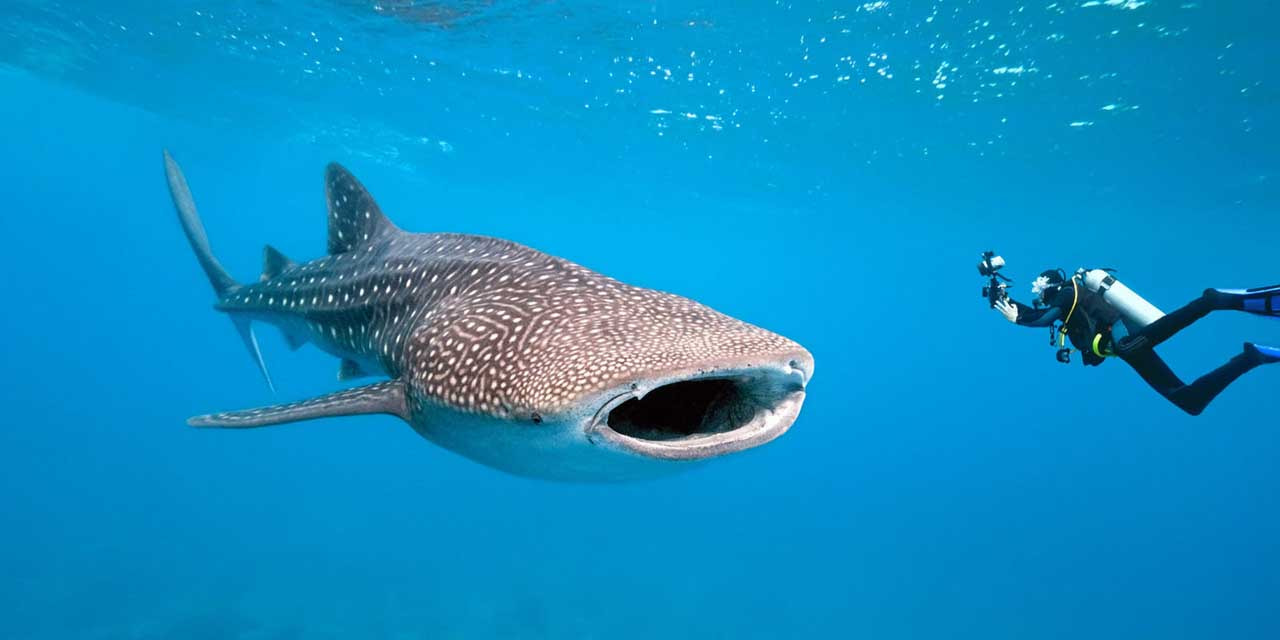 Oslob Whale Shark Watching Tour 