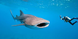 Oslob Whale Shark Watching Tour 
