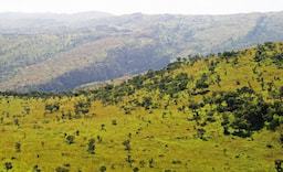 Monteverde