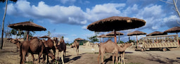 A'Famosa Safari Wonderland 2