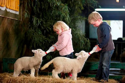 Agrodome Sheep Show