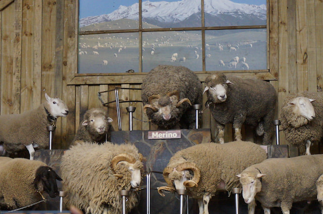 agrodome sheep show 001