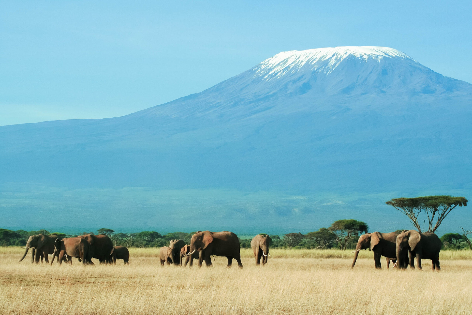 Amboseli national park