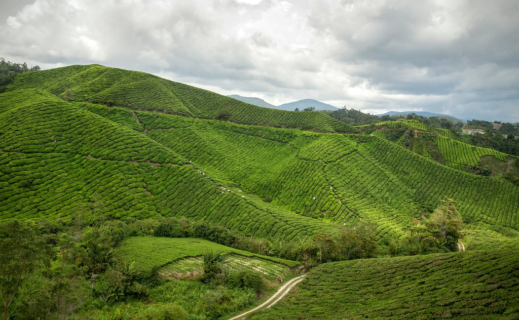 Cameron Highlands 1