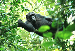 Chimpanzee Trekking Kibale