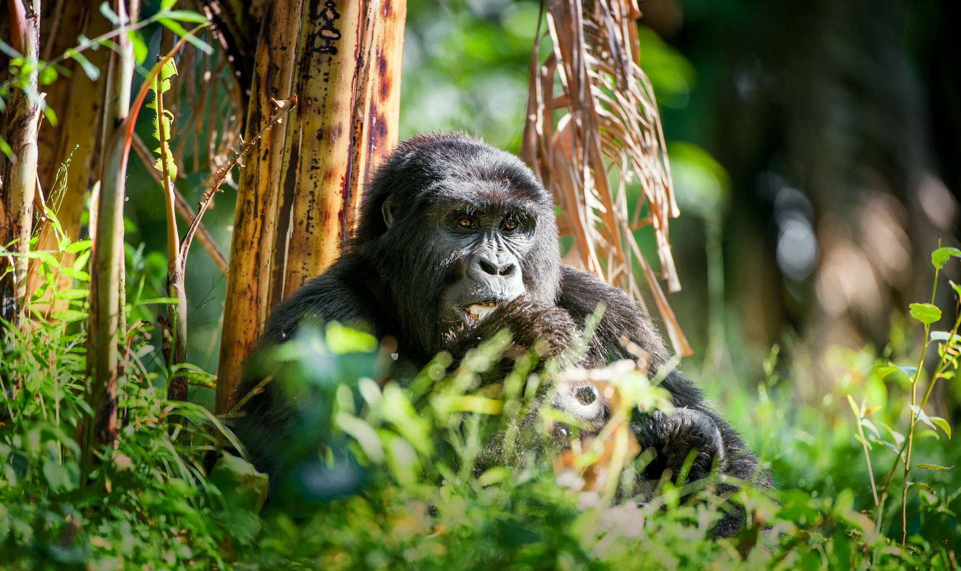 Kibale Chimpanzee Trekking