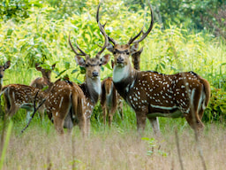 Chitwan National Park