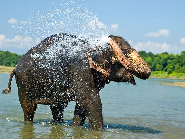 Chitwan National Park