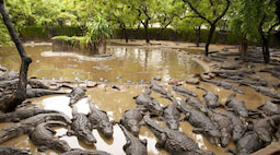 Crocodile Park