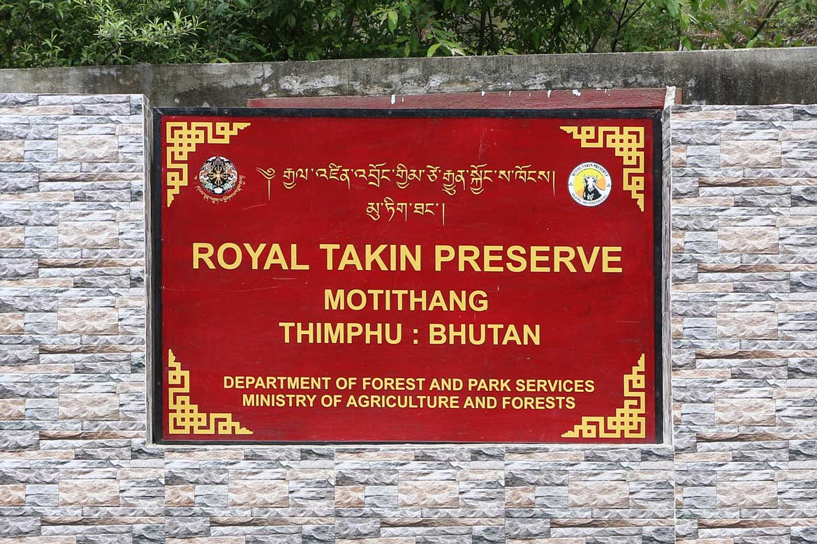 motithang takin 4