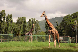 Mysore Zoo (Sri Chamarajendra Zoological Gardens)