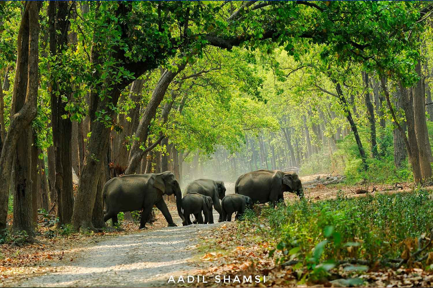 Corbett National Park