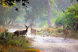 Corbett National Park