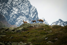 Discover Banff and Wildlife Tour