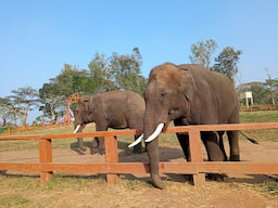 Dubare Elephant Camp