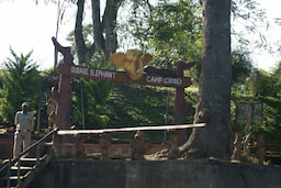 Dubare Elephant Camp