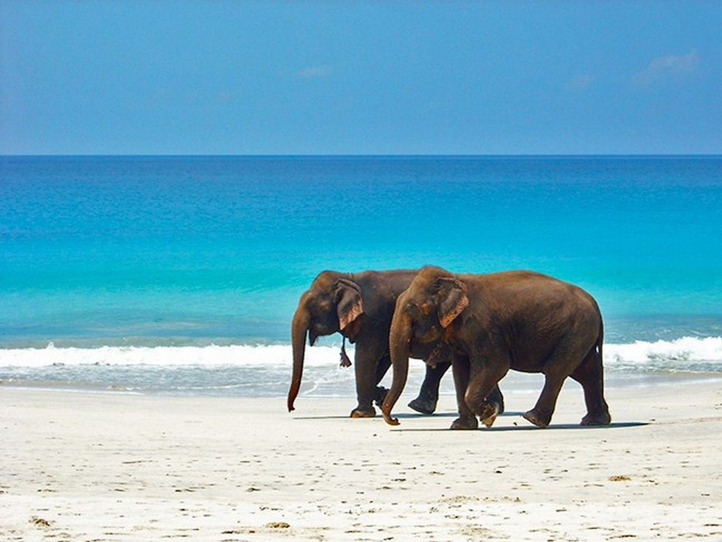 Elephant Beach