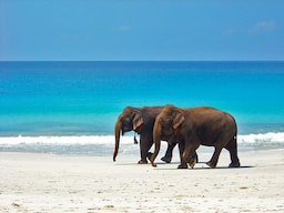 Elephant Beach