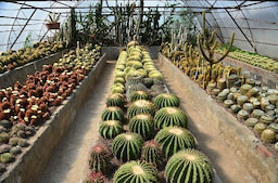 Flower Nurseries